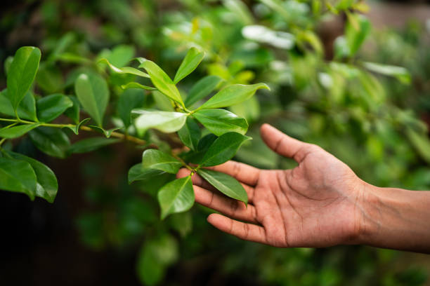 How Our Tree Care Process Works  in  Cottonwood, AZ